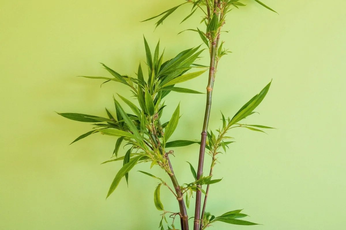 how do you trim a bamboo plant