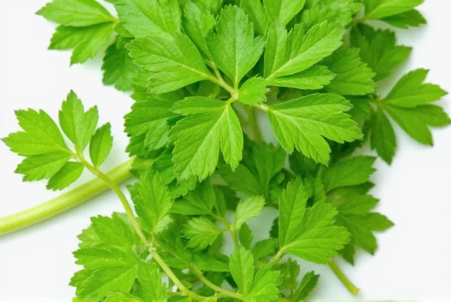 Parsley storage tips in refrigerator