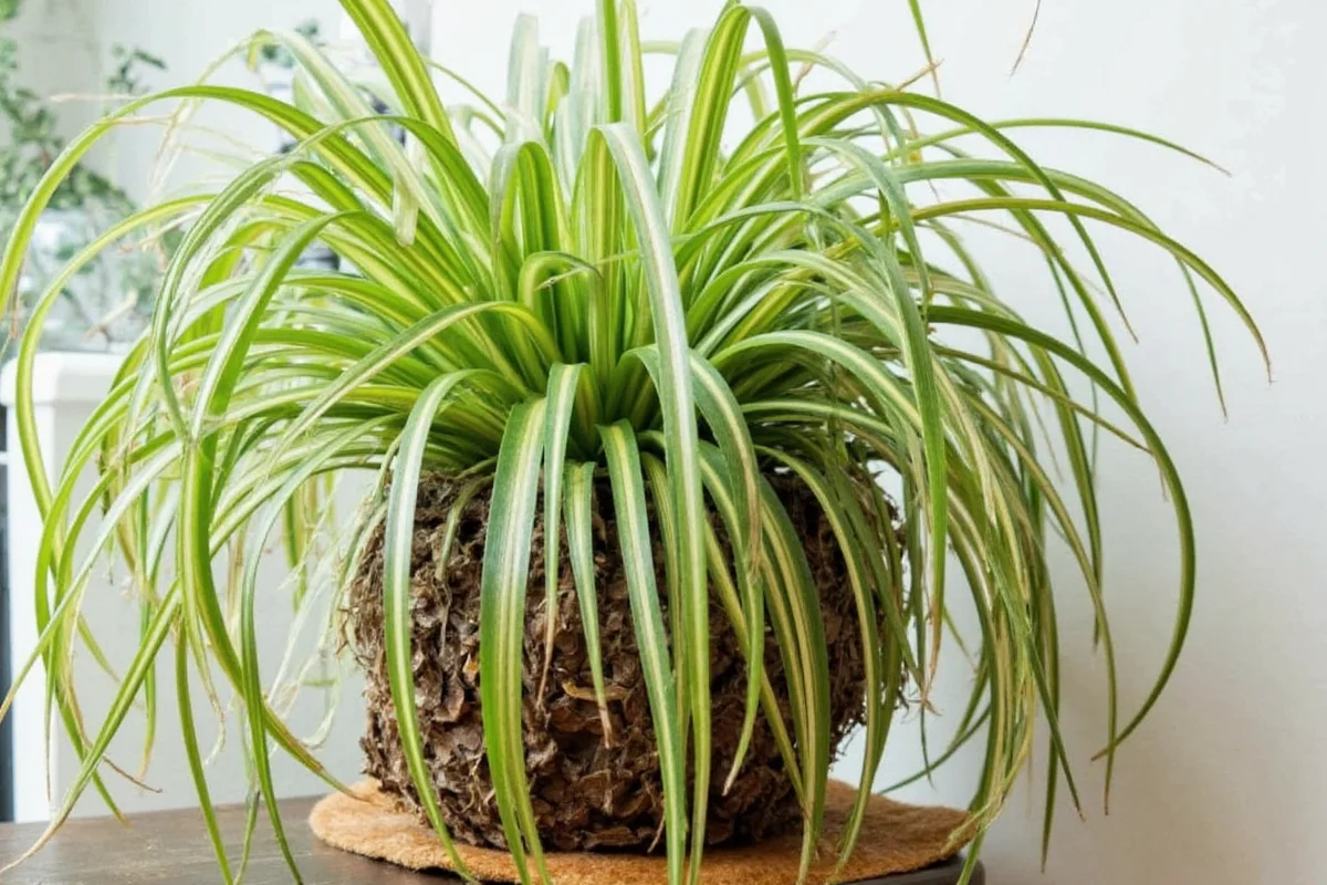 are spider plants toxic to pets
