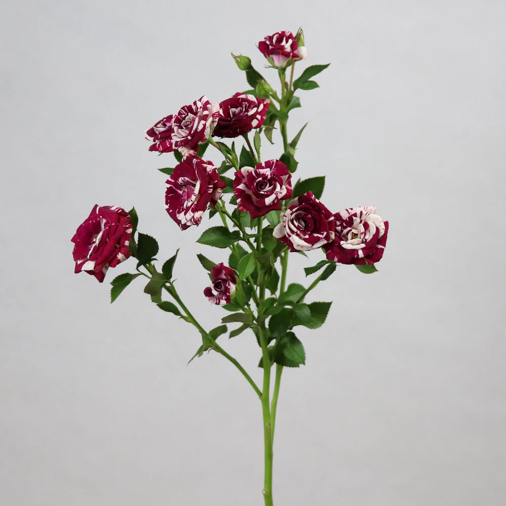 Hot Sale Black Rose Bushes For Sale High Quality Rose Flowers Spray