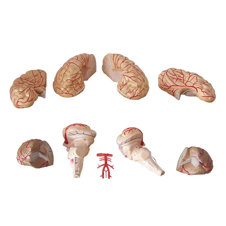 Teaching Large Slicing Educational Human Anatomy Medical Brain Model details