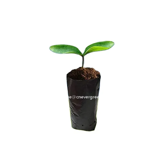 

Black Plastic Seedling Bags Planter Pot Nursery Bag