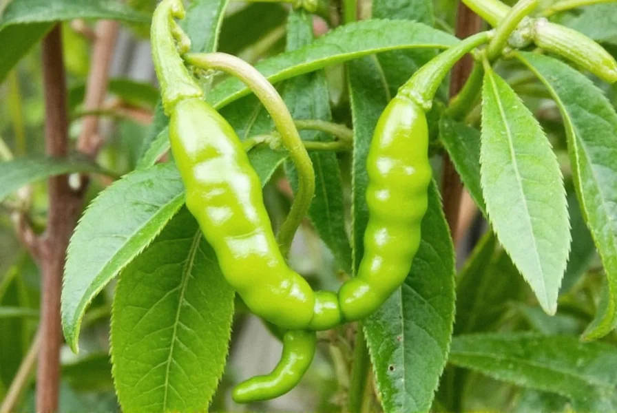 Chile Pequin Plant