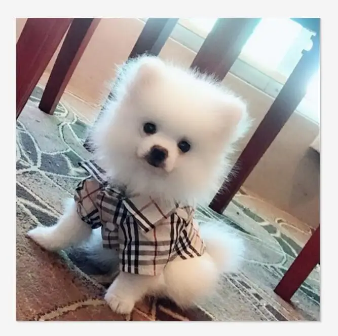 

Factory price pet shop wholesale comfortable plaid pet dog shirts