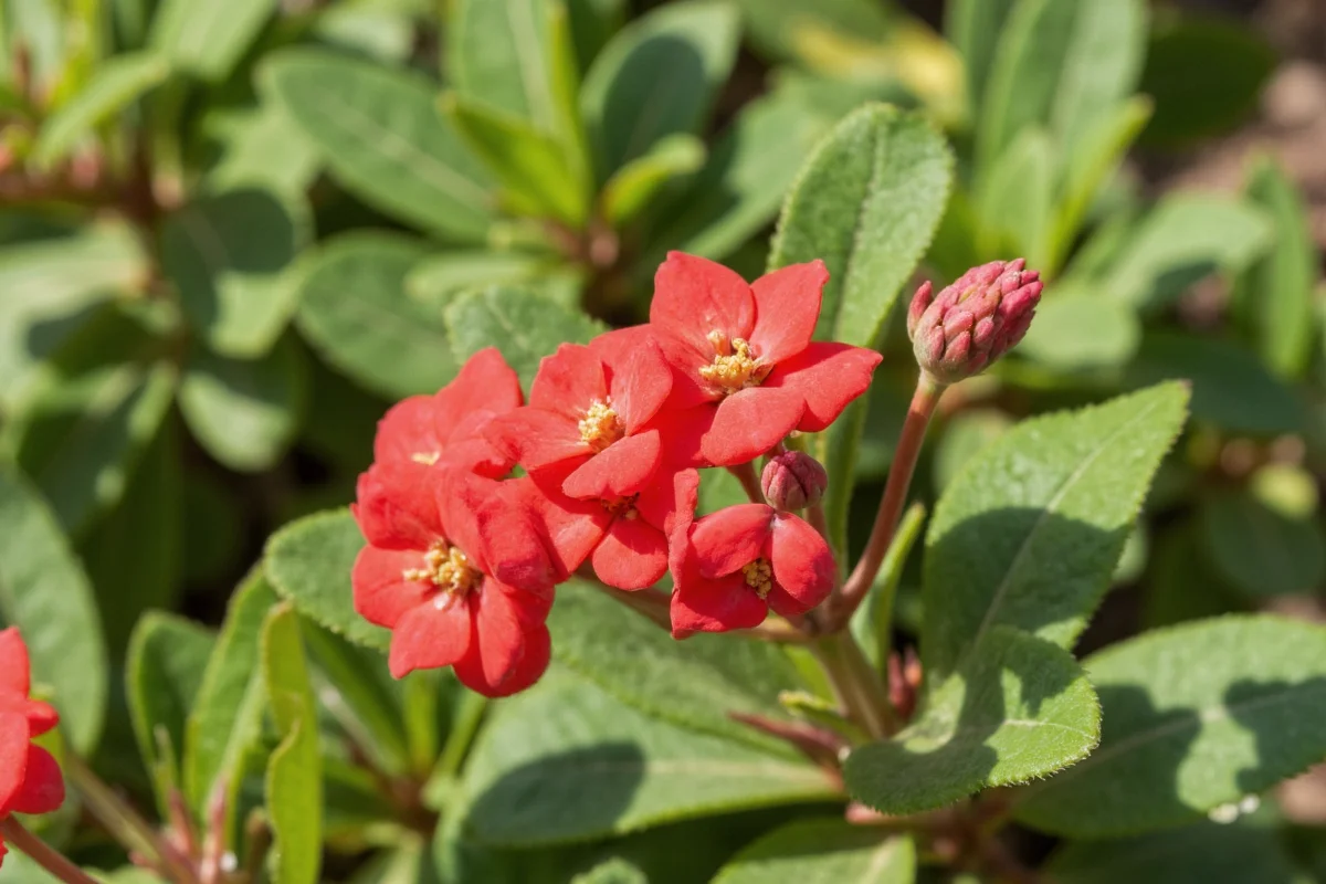 how to prune kalanchoe plant