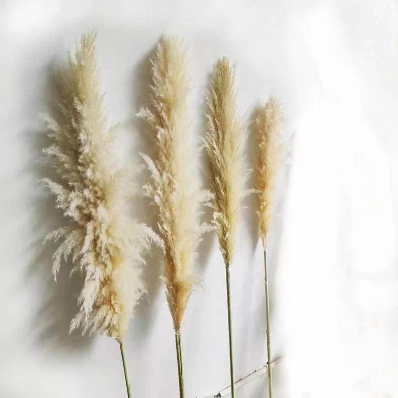 

FCD1005 Boho Style Rustic Decoration Dry Flowers Fluffy 100% Natural Dried Pampas Grass for Wedding Decor, Natural. white, yellow, red etc.