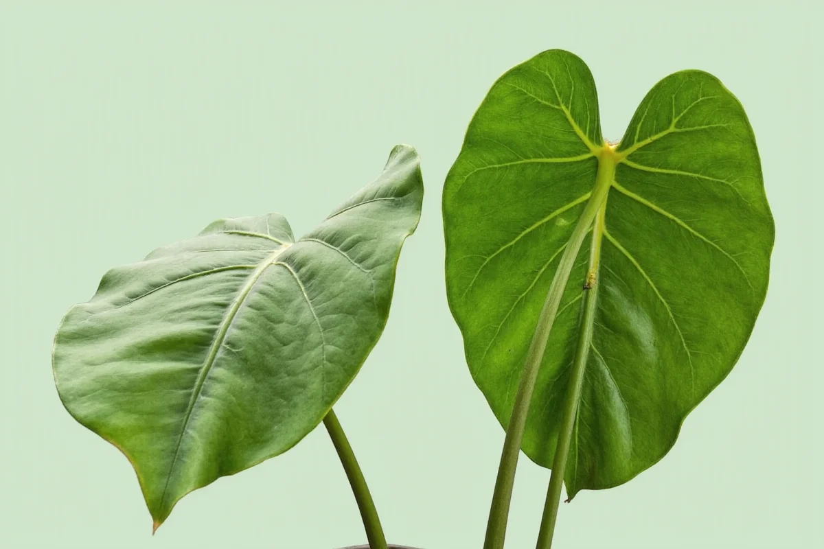 how to take care of an elephant ear plant