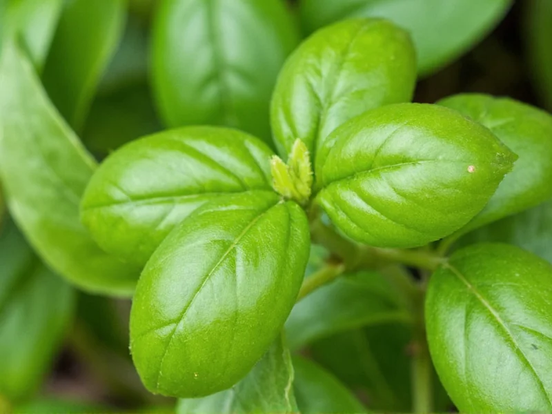 Dried Basil to Fresh Conversion: Exact Measurements
