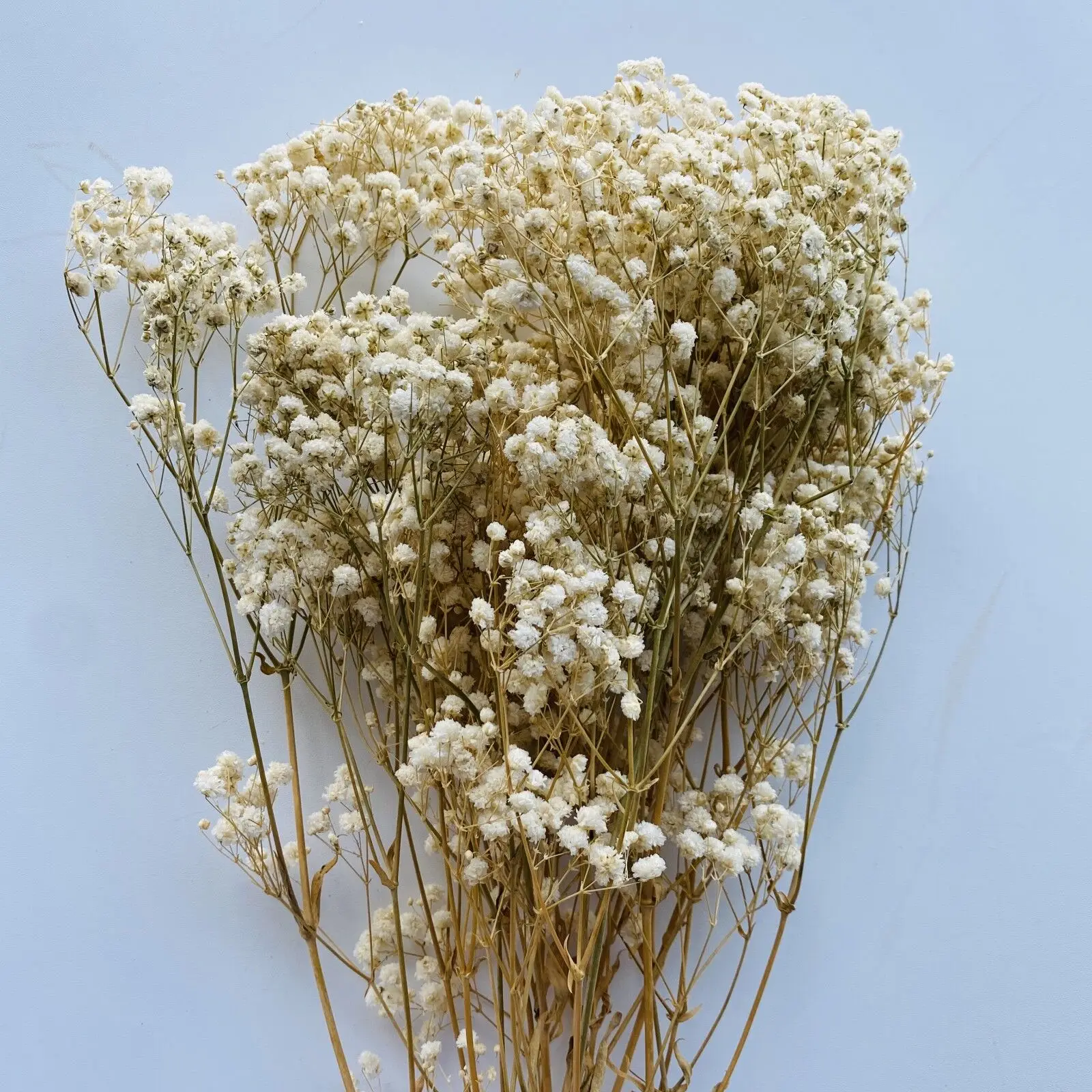Offre Speciale Preserve Gypsophile Blanc Preserve Blanche Babysbreath Pour La Decoration De Mariage Buy Gypsophila Blanche Haleine De Bebe Preservee Haleine De Bebe Product On Alibaba Com Offre Speciale Preserve Gypsophile Blanc Preserve Blanche Babysbreath Pour La Decoration De Mariage Buy Gypsophila Blanche Haleine De Bebe Preservee Haleine De Bebe Product On Alibaba Com