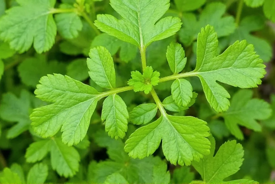 Top Health Advantages of Coriander: Science-Backed Benefits