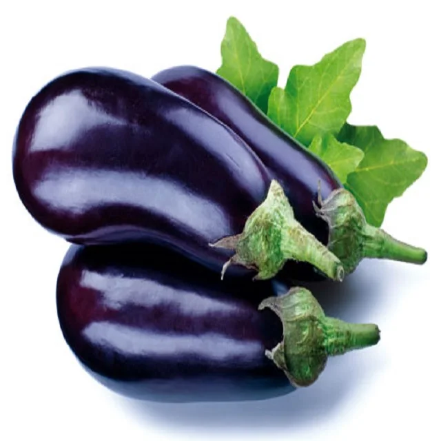 
Fresh Vegetable Brinjal Eggplant Aubergine for export 