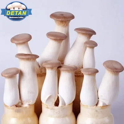 
DETAN oyster Mushroom spawns/logs/bags/grow kits (offer Professional technical guidance ) 