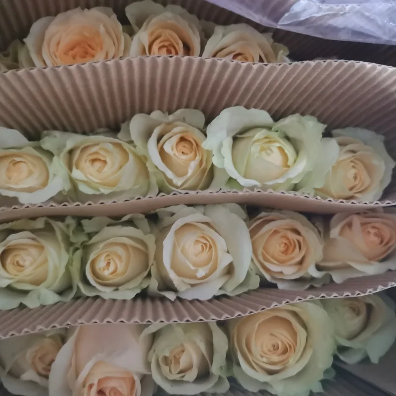 
real fresh flower high quality fresh cutting flowers Peach Snow Mountain Champagne rose by Yunnan Flowers Fields directly supply  (1600061430471)