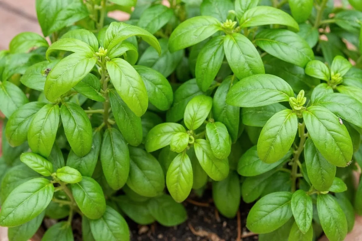 how many basil plants per pot