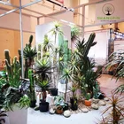 Popular large fake cactus artificial cactus plants