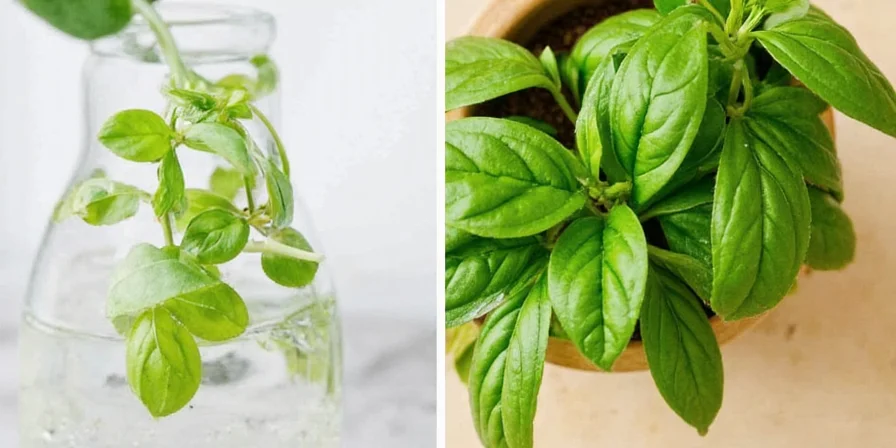 Common basil mistakes infographic