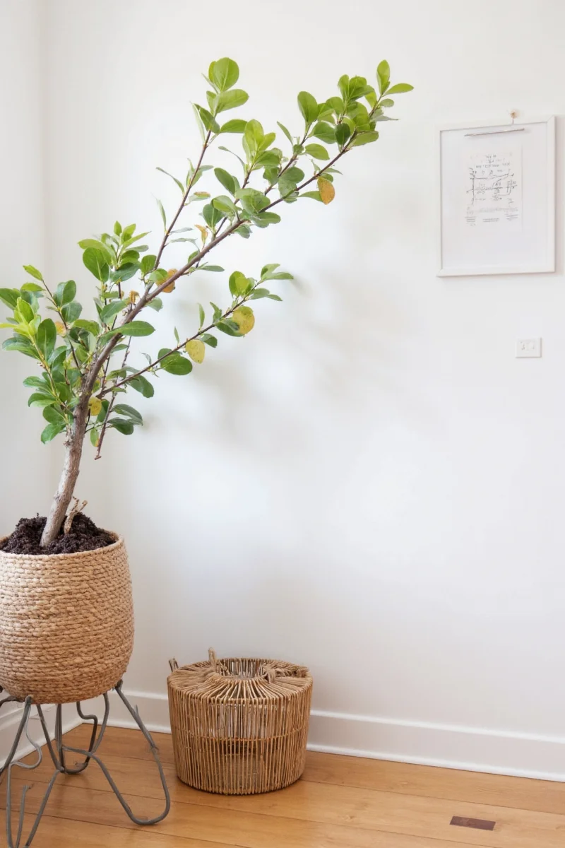 Bedroom with tree limb shelves