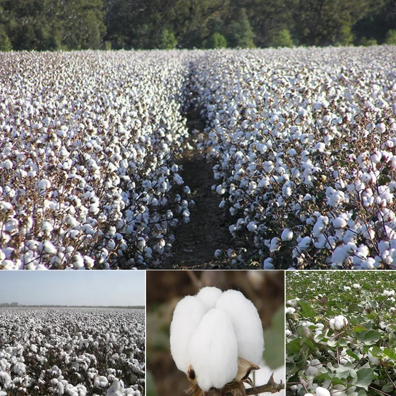 
New Raw Cotton 100% Fabric for Sale 