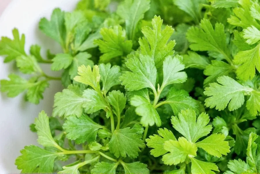 Close-up of coriander plant showing both leaves and seed pods