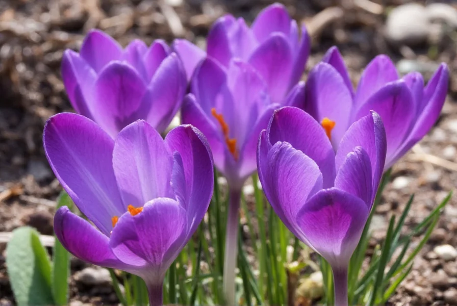 Kesar Plant: Understanding Saffron Crocus (Crocus sativus)