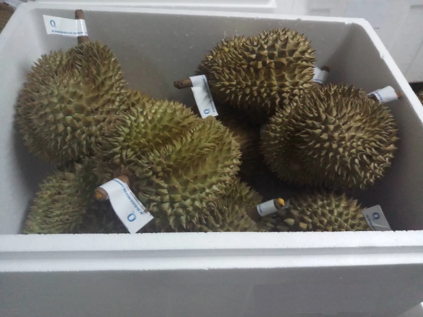 
FRESH DURIAN MONTHONG NO.1 