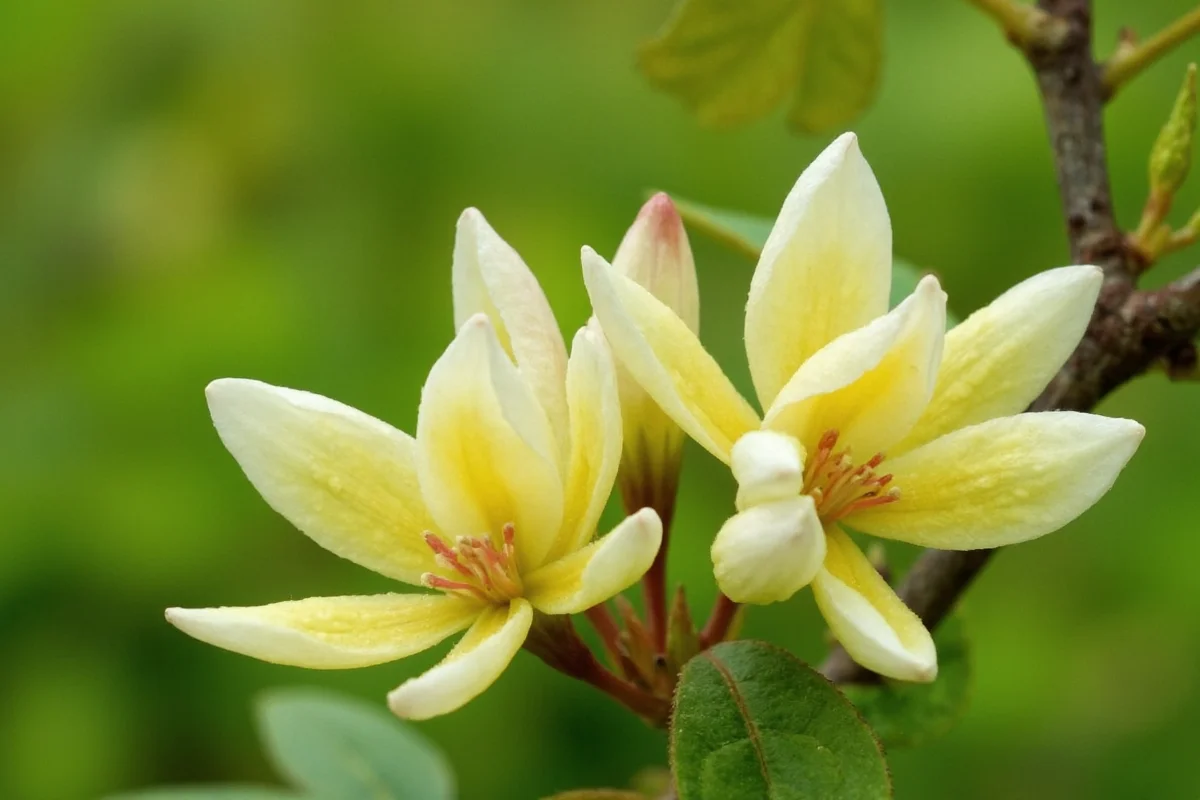 0530 honeysuckle