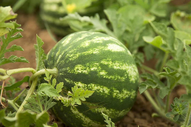 f1 watermelon seed of round shape each weight 6-10kg watermelon