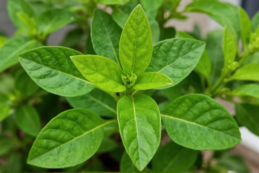 Pepper Leaves: Edibility, Uses, and Safety Facts