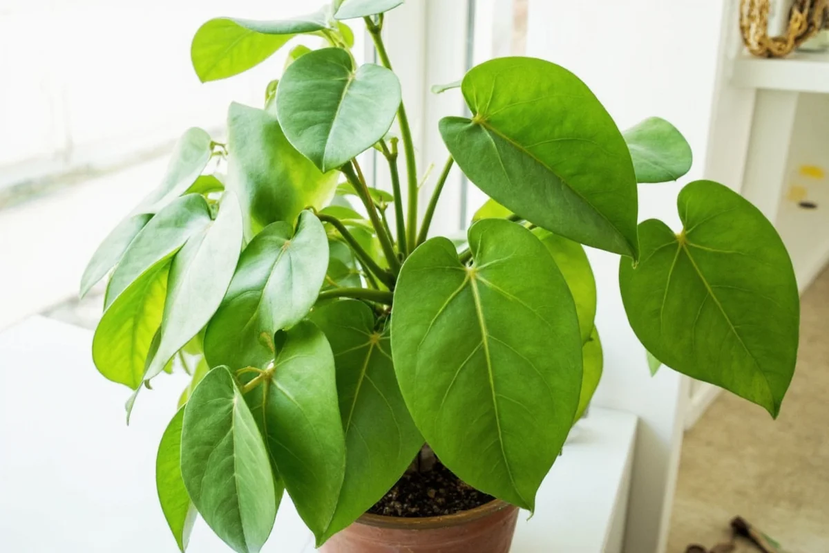 how to care for a pothos plant