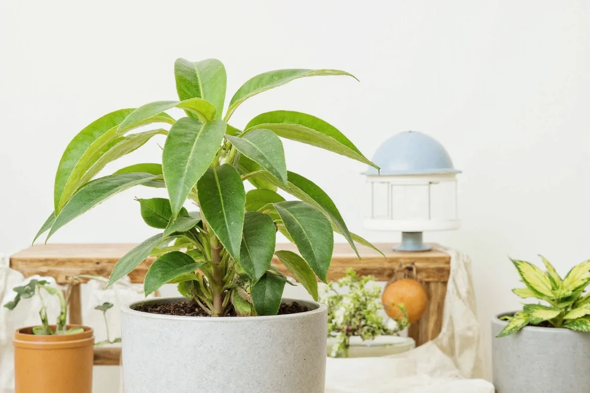 how do you water a money plant