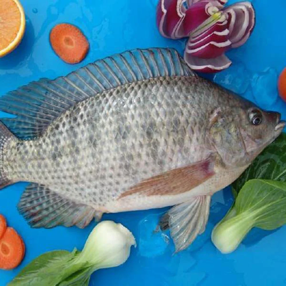 
High Quality Seafood Product Red and Black Frozen Tilapia 