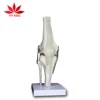 Medical Bone model ligament Functional Knee Joint model