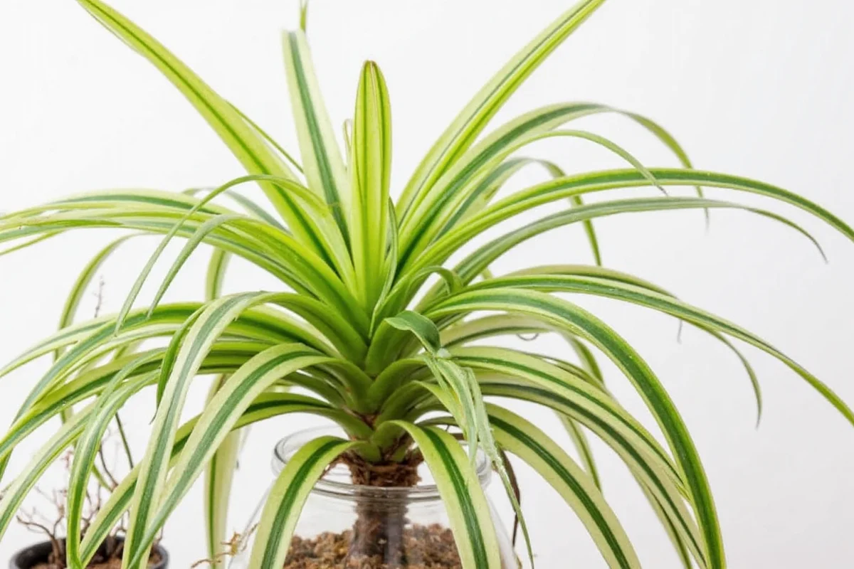 how to grow spider plant