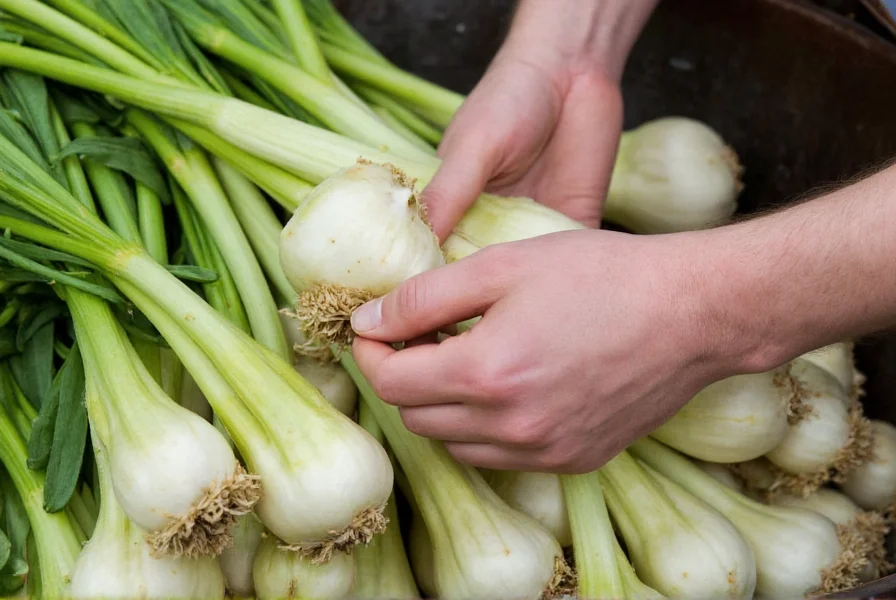 Gardener harvesting mature fennel bulbs with proper technique showing size and color