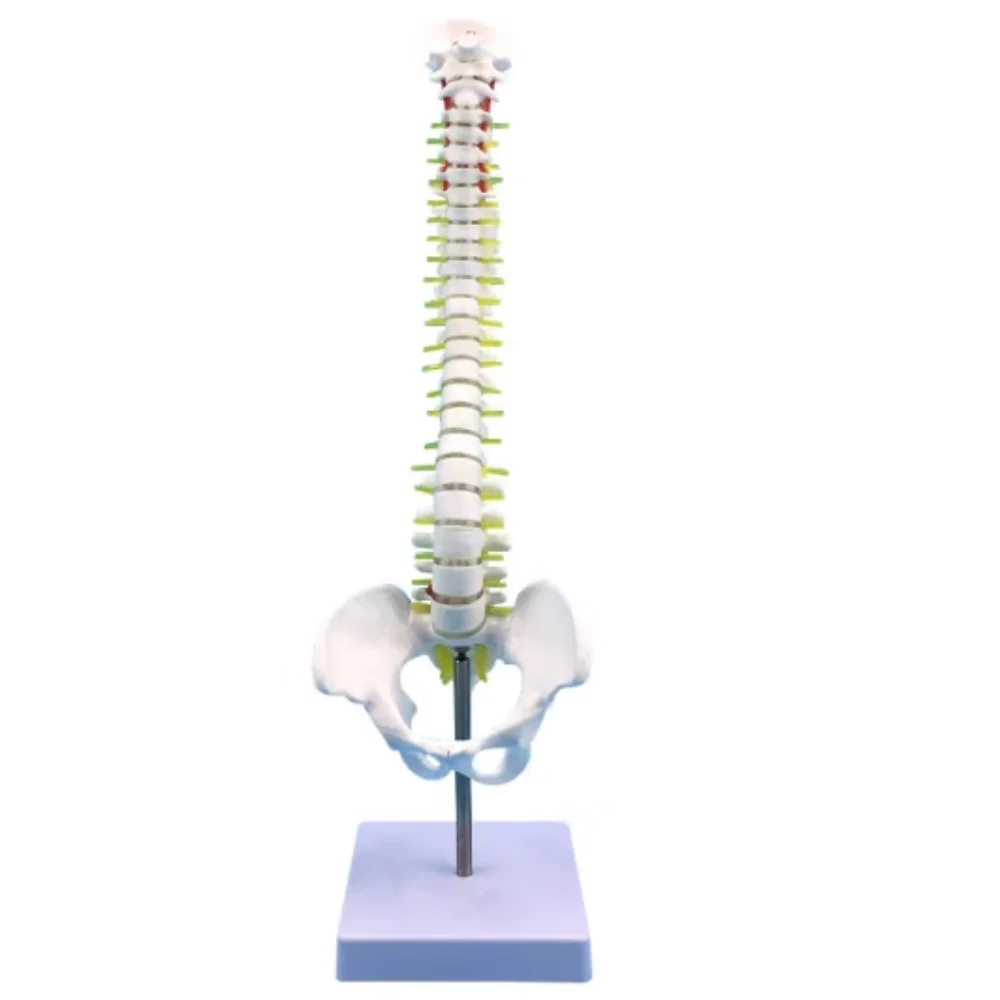 Medical Teaching Skeleton Models 45CM Vertical Column with Spine Models With Pelvis
