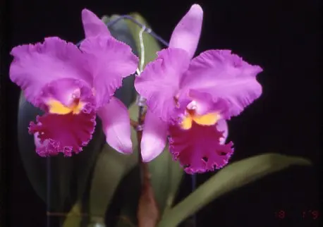 
plant orchid live from taiwan for wholesale buyer 