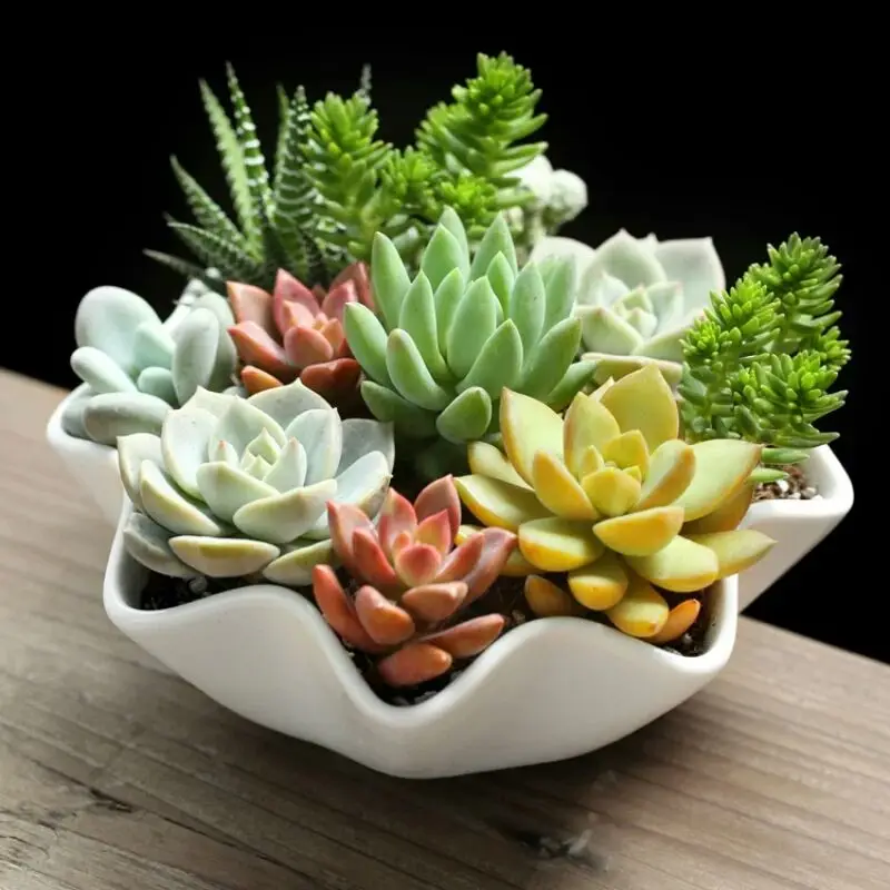 

hot sales succulent plants factory direct wholesale artificial plants succulent for home decor