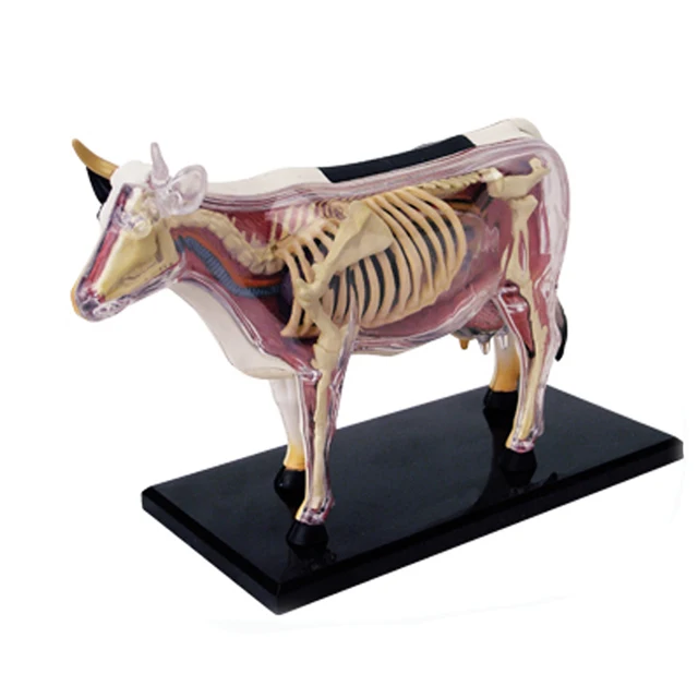 4d Master Toy Animal Cattle Specimen Anatomy Model For Teaching Buy