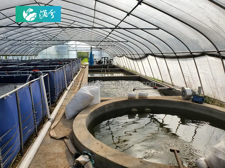 Indoor Fish Ras Fish Farming Equipment For Tilapia The Recirculating