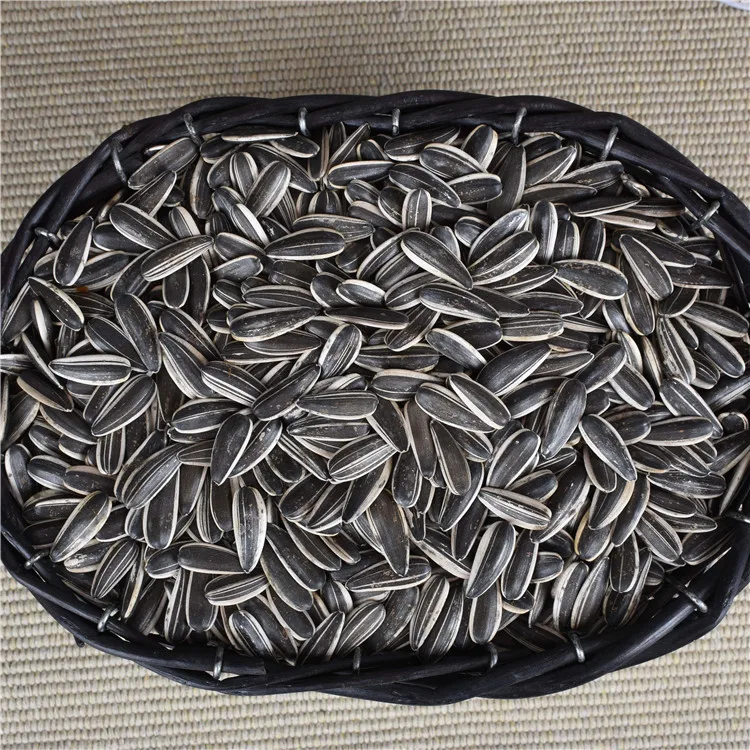 
ouji pure 361 ukraine sunflower seed growing 