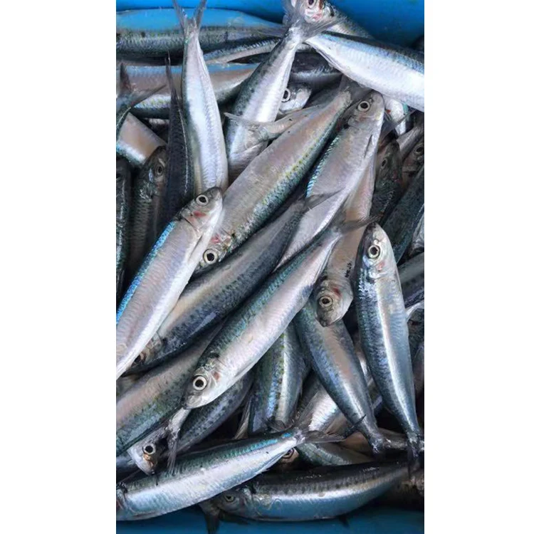 Frozen Malaysian Seven Star Sardines For Bait Wholesaler Buy Frozen Sardine Malaysian Seven Star Sardines Sardine Wholesaler Product On Alibaba Com