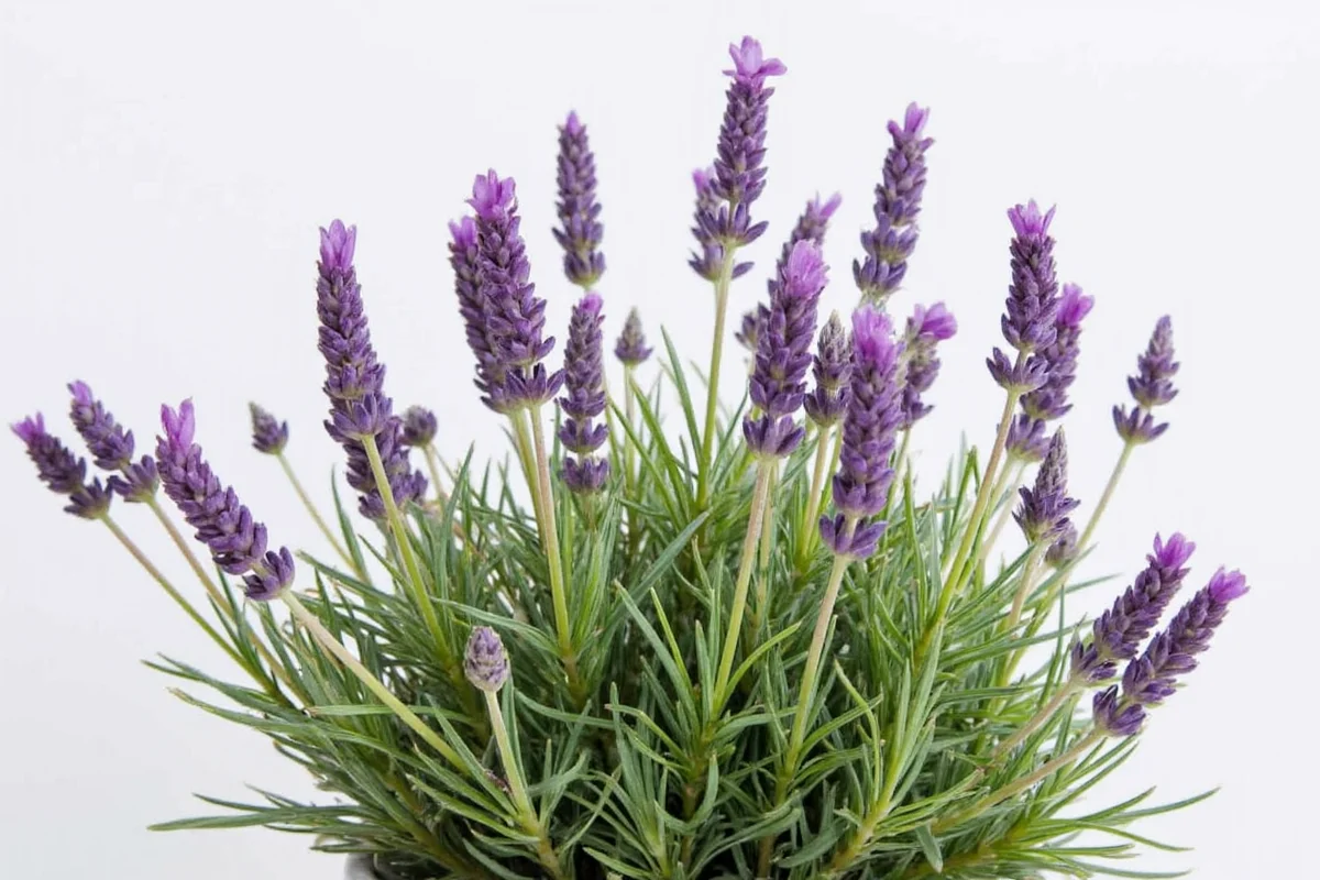 how to care for lavender plant indoors