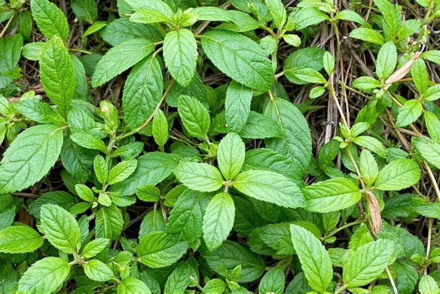 Fresh Basil