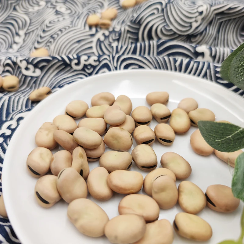 Bulk Faba Beans Baking Ingredients White Bulk Packaging 50kg/pp Bag Dried FD Broad Bean Fava Beans Vicia Faba Hongji 15 Mm 50 Kg