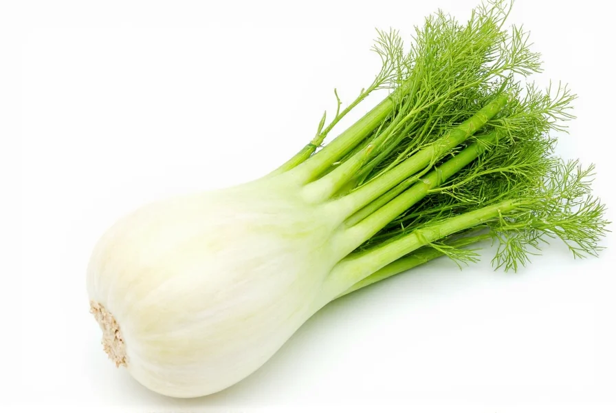 Fresh fennel bulb with fronds showing crisp texture and feathery greens