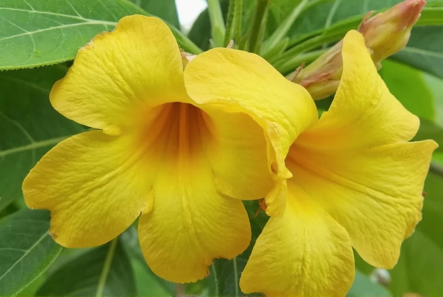Close-up view of Ginger Havana rhizomes showing pale yellow skin and segmented structure in garden soil