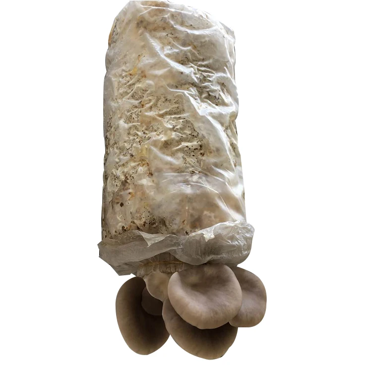 
High Quality Factory Price Oyster Mushroom Spawn For Sale 
