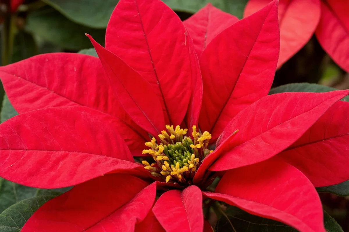 how to care for a poinsettia plant year round