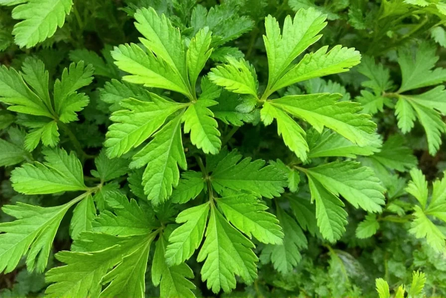 parsleyed is this herb the secret ingredient you ve been missing