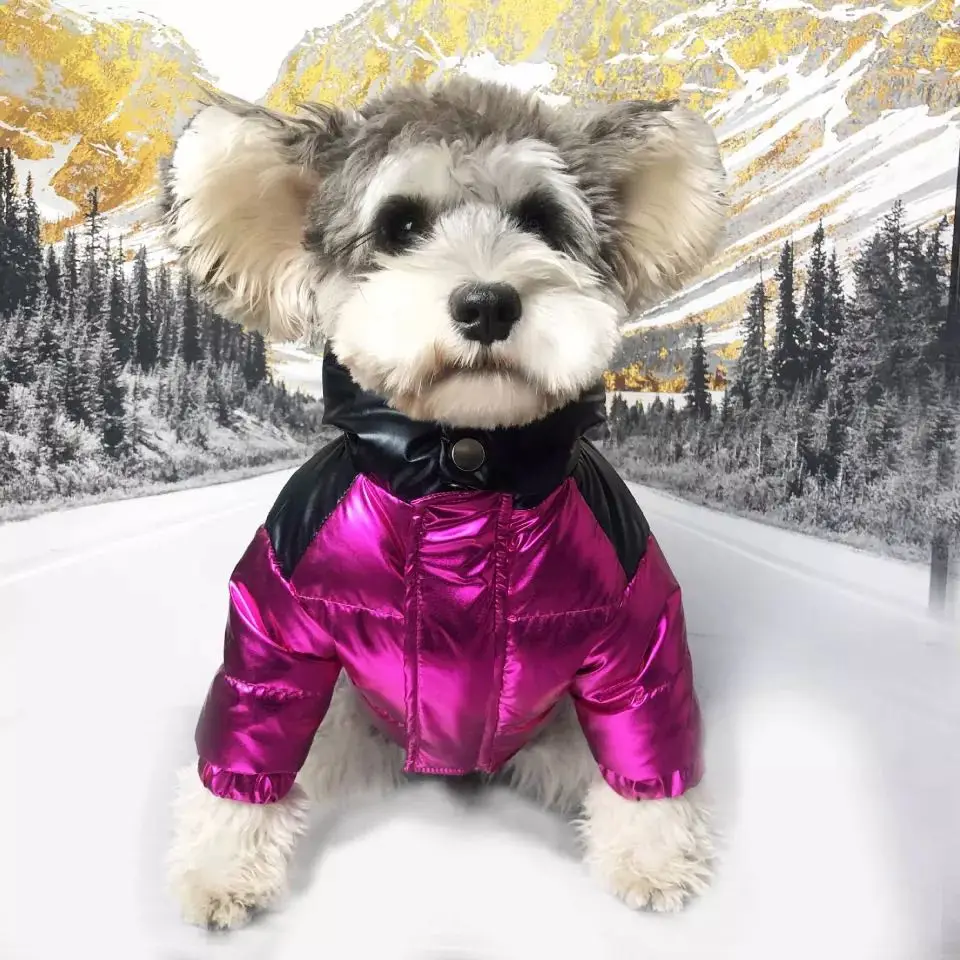 

Wholesale popular waterproof warm dog clothes winter design pet dog down jacket, As picture
